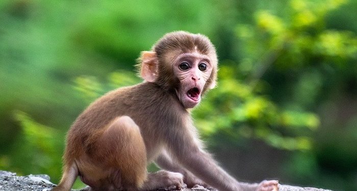 Mengapa Yahudi Disebut Berwatak Kera