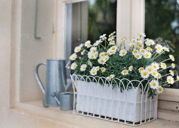 5 Tanaman Hias Bikin Ruangan Rumah Makin Cantik Saat Lebaran