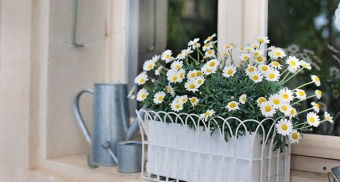 5 Tanaman Hias Bikin Ruangan Rumah Makin Cantik Saat Lebaran