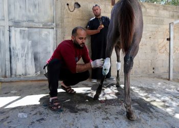 Warga Gaza Manfaatkan Gencatan Senjata untuk Rawat Hewan yang Terluka