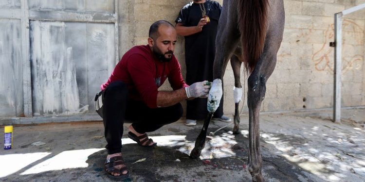 Warga Gaza Manfaatkan Gencatan Senjata untuk Rawat Hewan yang Terluka