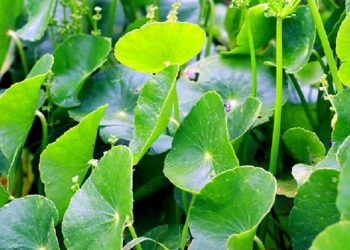 Manfaat Daun Pegagan untuk Kesehatan Kulit