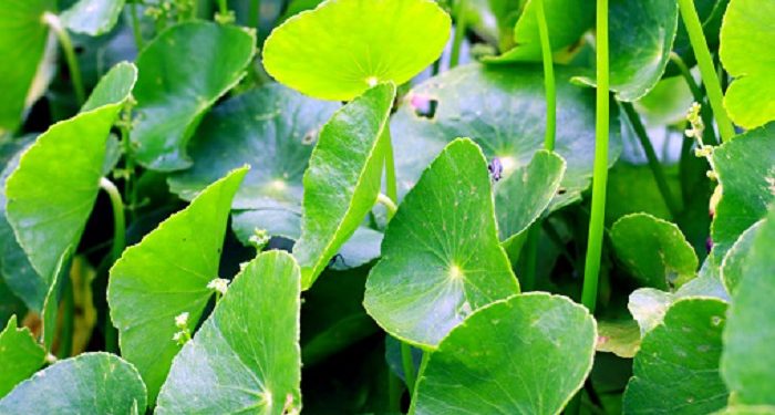 Manfaat Daun Pegagan untuk Kesehatan Kulit