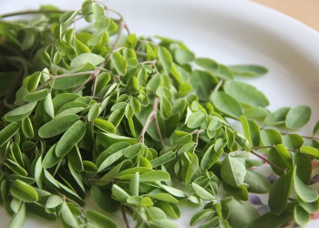 Beragam Manfaat Daun Kelor bagi Kesehatan