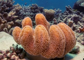 Australia akan Bangun Taman Laut Seluas Kalimantan di Samudra Hindia