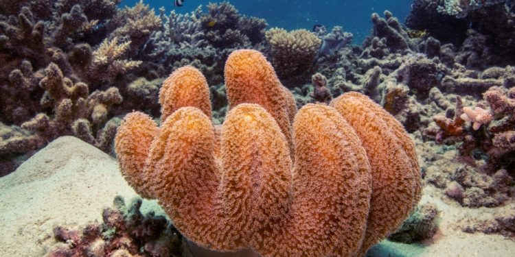 Australia akan Bangun Taman Laut Seluas Kalimantan di Samudra Hindia