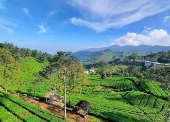 Sejuk dan Asri, Intip Pesona Objek Wisata Kebun Teh Wonosari