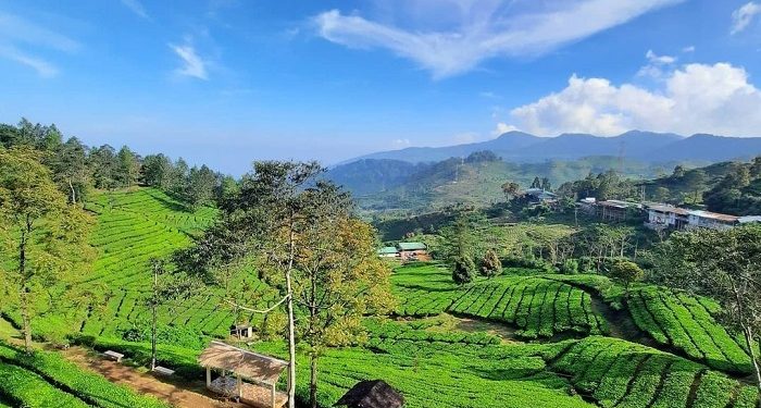 Sejuk dan Asri, Intip Pesona Objek Wisata Kebun Teh Wonosari