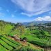 Sejuk dan Asri, Intip Pesona Objek Wisata Kebun Teh Wonosari