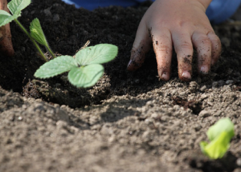 Manfaat Berkebun Untuk Si Kecil