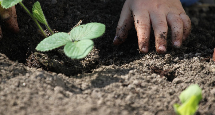 Manfaat Berkebun Untuk Si Kecil