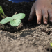 Manfaat Berkebun Untuk Si Kecil