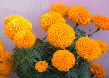 Menanam Bunga Marigold