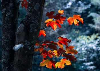 Kekalahan Shalahuddin Al Ayyubi di Pertempuran Montgisard