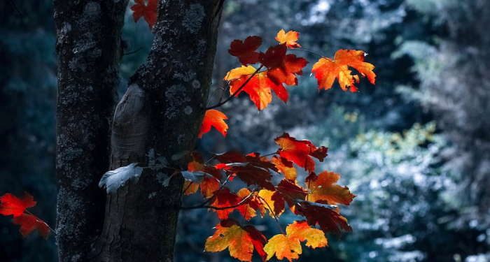 Kekalahan Shalahuddin Al Ayyubi di Pertempuran Montgisard