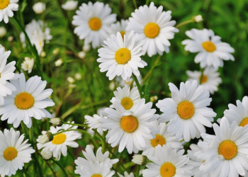 Kisah Abdullah bin Hudzafah Dipaksa Mencium Kepala Kaisar (1)