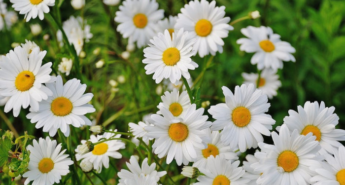 Kisah Abdullah bin Hudzafah Dipaksa Mencium Kepala Kaisar (1)