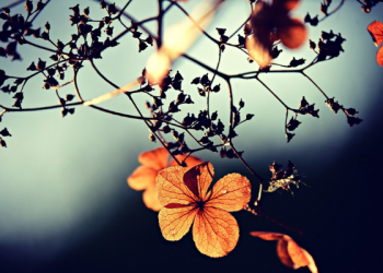 Kisah Kesetiaan Istri Utsman bin Affan, Nailah binti Al-Farafishah (1)