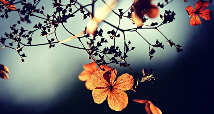 Kisah Kesetiaan Istri Utsman bin Affan, Nailah binti Al-Farafishah (1)