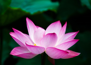 Kisah Kesetiaan Istri Utsman bin Affan, Nailah binti Al-Farafishah (2)