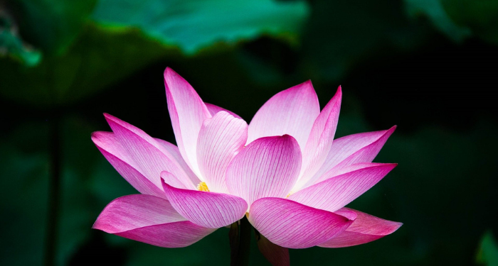 Kisah Kesetiaan Istri Utsman bin Affan, Nailah binti Al-Farafishah (2)