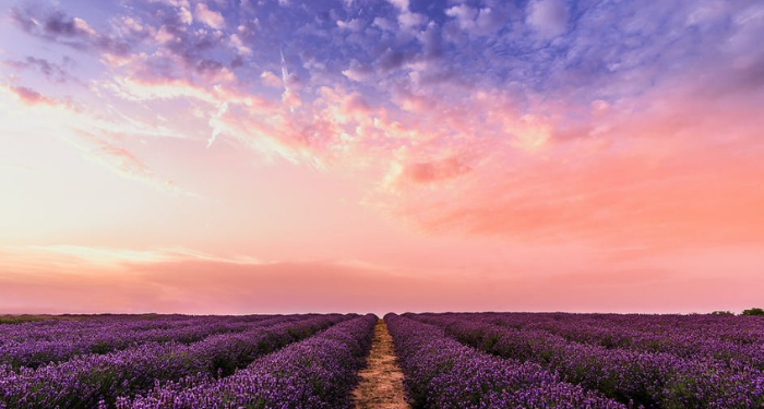 Sayyidah Nafisah, Guru Perempuan Imam Syafi’i