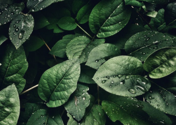 Tafsir Surat Yasin Ayat 5, Allah Sebutkan Dua Sifat-Nya