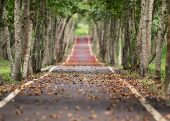 Kisah Imam Syafi’i Mencari Jawaban Terkait Ijma’ (2)