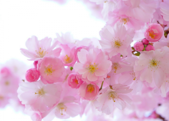 Kondisi Palestina di bawah Kepemimpinan Utsmani