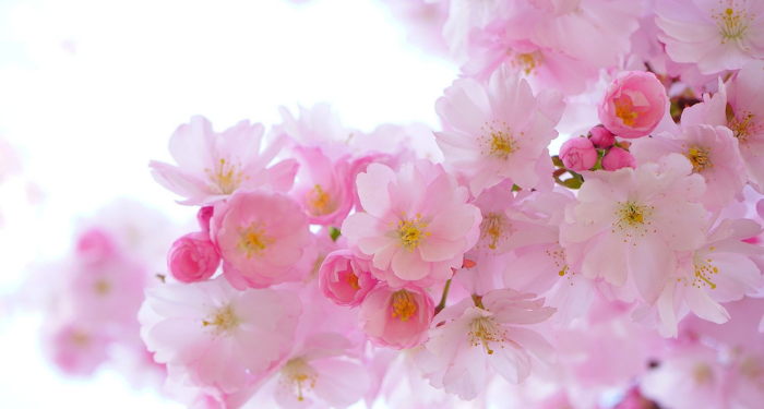 Kondisi Palestina di bawah Kepemimpinan Utsmani