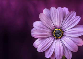 Sejarah Dicopotnya Sultan Abdul Hamid II dari Kursi Kekhalifahan Utsmani