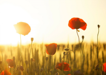 Khaulah binti Tsa’labah, Wanita yang Pengaduannya Didengar Allah
