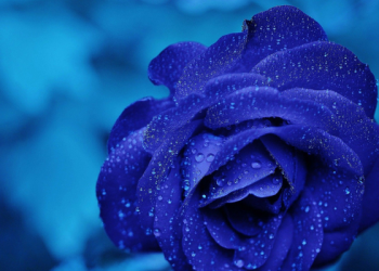 Tiga Tahapan Penulisan dan Pengumpulan Al-Qur’an