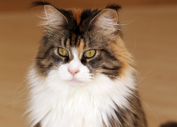 Merawat Bulu Kucing Supaya Sehat