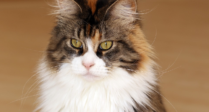 Merawat Bulu Kucing Supaya Sehat