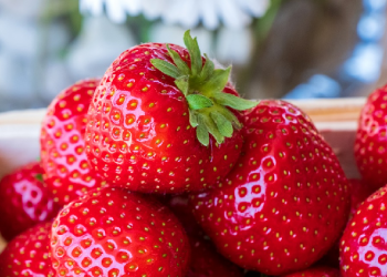 Menanam Strawberry di Pot