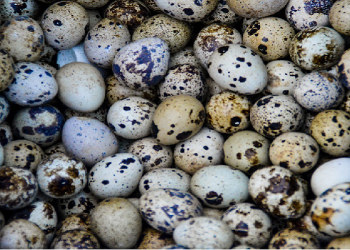 Macam-Macam Masakan Olahan Telur Puyuh