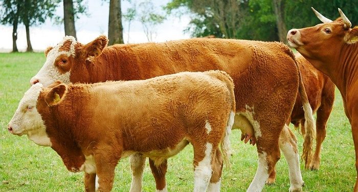 Waktu Penyembelihan Hewan Qurban itu ada Empat Hari