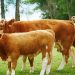 Waktu Penyembelihan Hewan Qurban itu ada Empat Hari