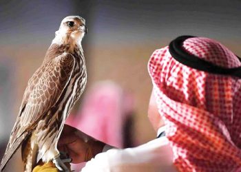 Hobi Mahal Warga Saudi, Pelihara Elang untuk Berburu