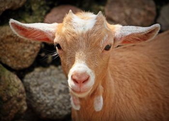 Syariat dan Tatacara Syukuran Aqiqah