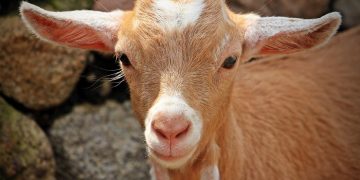 Syariat dan Tatacara Syukuran Aqiqah