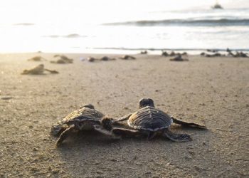 Belajar dari Anak Ayam dan Penyu