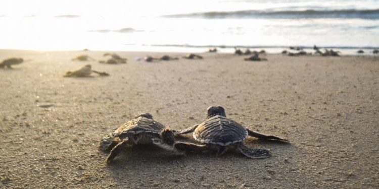 Belajar dari Anak Ayam dan Penyu