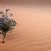 Ketika Khadijah Tertarik dengan Pemuda Muhammad Shallallahu ‘Alaihi Wasallam