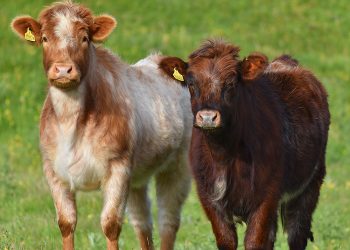 Tidak Seperti Hewan Ternak