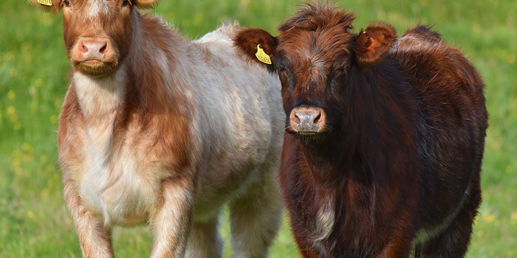 Tidak Seperti Hewan Ternak