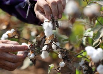 Industri Kapas Dunia Terancam oleh Perubahan Iklim