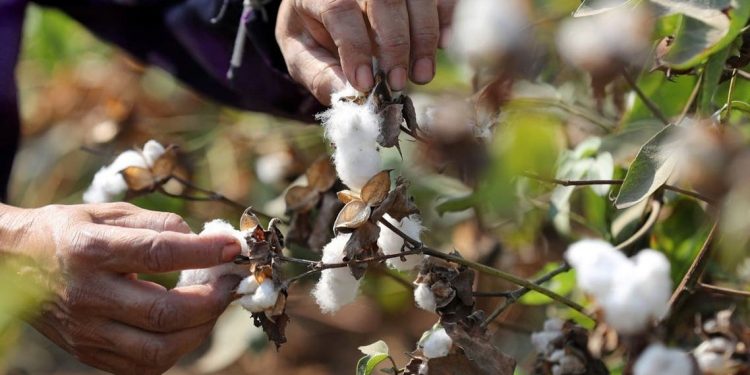 Industri Kapas Dunia Terancam oleh Perubahan Iklim