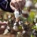 Industri Kapas Dunia Terancam oleh Perubahan Iklim